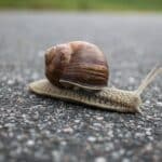 Close-up of Snail on Ground