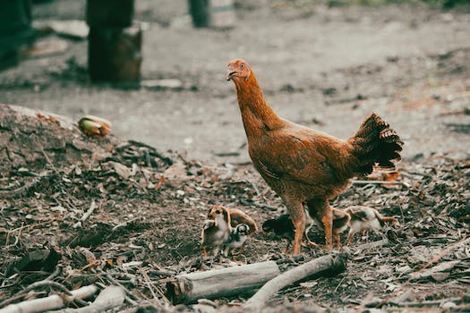 Free stock photo of animal, avian, barren