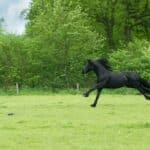 Black Horse Running on Green Field Surrounded With Trees