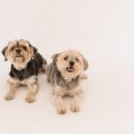 Curious funny Yorkshire Terrier lying on floor in studio